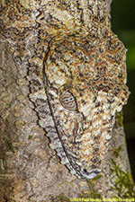 leaf-tailed gecko closeup